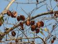 Asna (Terminalia elliptica) fruits