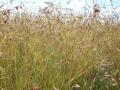 Themeda triandra