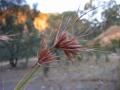 Themeda triandra