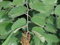 Bauhinia (Bauhinia thonningii) leaves and inflorescence, Burkina Faso