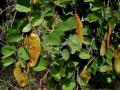 Bauhinia (Bauhinia thonningii) pods, Zimbabwe