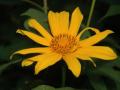 Mexican sunflower (Tithonia diversifolia), flower