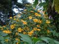 Mexican sunflower (Tithonia diversifolia), habit, Cordoba, Mexico