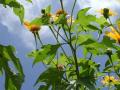 Mexican sunflower (Tithonia diversifolia), leaves and stems, Cordoba, Mexico