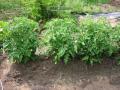 Tomato plants