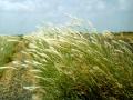 False Rhodes grass (Trichloris crinita) habit in cultivated stand