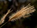 False Rhodes grass (Trichloris crinita) seed-head