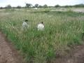 False Rhodes grass (Trichloris crinita) stand