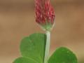 Crimson clover (Trifolium incarnatum), flower