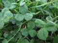 White clover (Trifolium repens) leaves