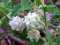Persian clover (Trifolium resupinatum), woolly, mature flower