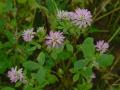 Persian clover (Trifolium resupinatum), flowers