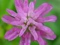 Persian clover (Trifolium resupinatum), flower