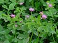 Persian clover (Trifolium resupinatum), foliage and flowers