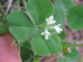 Subclover (Trifolium subterraneum), flowers