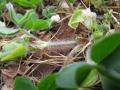 Subclover (Trifolium subterraneum), hairy, trailing stem