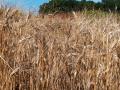 Durum wheat (Triticum durum)