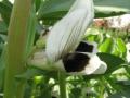 Faba bean flower (Vicia faba)