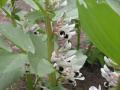 Faba bean flowers (Vicia faba)