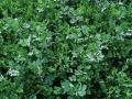 Mixed crop of faba bean, pea, vetch and oat