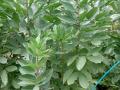 Faba bean plant (Vicia faba)