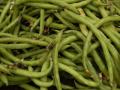 Faba bean pods (Vicia faba)