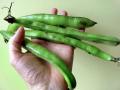 Faba bean pods (Vicia faba)