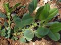 Narbonne vetch (Vicia narbonensis), habit