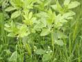 Narbonne vetch (Vicia narbonensis), habit