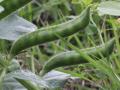 Narbonne vetch (Vicia narbonensis) pods, France