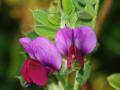 Vicia sativa flowers