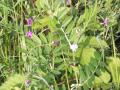 Common vetch (Vicia sativa), Efferen, Germany