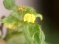Moth bean (Vigna aconitifolia) flower close-up