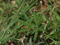 Mat bean (Vigna aconitifolia) leaves