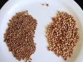 Moth bean (Vigna aconitifolia) seeds