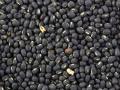 Black gram (Vigna mungo) seeds