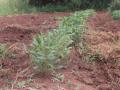 Field of bambara groundnut