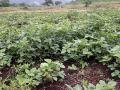 Cowpea field, Shewula district, Swaziland