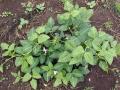 Cowpea plant, Shewula district, Swaziland.