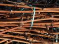 Vine shoots collected after the grape harvest
