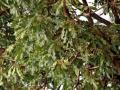 Sheanut tree, Burkina Faso