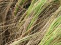 Weeping love grass (Eragrostis curvula)