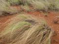 Weeping love grass (Eragrostis curvula)