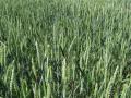Wheat field, France