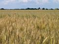 Wheat field, Seine-et-Marne, France