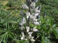 White lupin (Lupinus albus), inflorescence, France