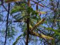 Monkey thorn (Acacia galpinii), leaves, flowers and pods, Zimbabwe