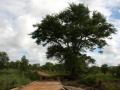 Monkey thorn (Acacia galpinii), habit, Zimbabwe