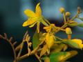 Yeheb (Cordeauxia edulis), flowers