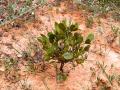 Yeheb (Cordeauxia edulis), plant